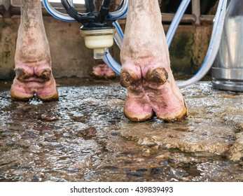 Dairy Cows Are Standing To Your Feet, Dirty Foot Cow,