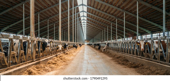 Dairy Farm, Barn Panorama With Roof Inside And Many Cows Eating Hay.