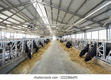 Dairy Farm, Barn Panorama With Roof Inside And Many Cows Eating Hay