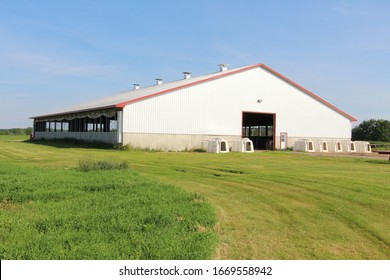 Dairy Farm In Canada Cow Cows Dairy, Holstein Farm Milking