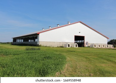 Dairy Farm In Canada Cow Cows Dairy, Holstein Farm Milking