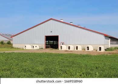 Dairy Farm In Canada Cow Cows Dairy, Holstein Farm Milking