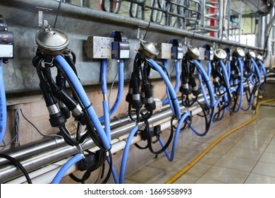 Dairy Farm In Canada Cow Cows Dairy, Holstein Farm Milking