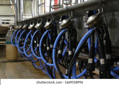 Dairy Farm In Canada Cow Cows Dairy, Holstein Farm Milking