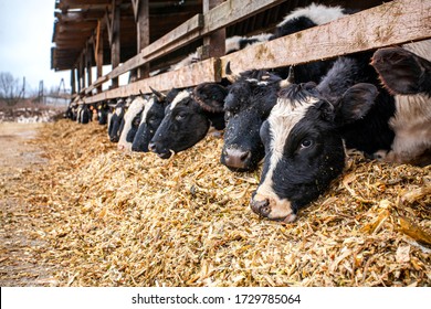 162,731 Cow eating Images, Stock Photos & Vectors | Shutterstock
