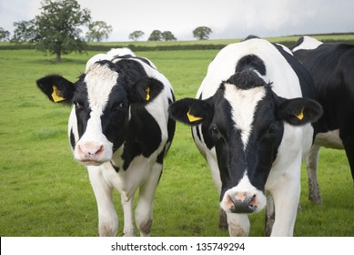 Dairy Farm Cows In Wiltshire, UK.