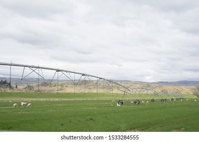 Dairy Farm Irrigation System Or Watering System.Large Water Sprinkler System In Dairy Farm.