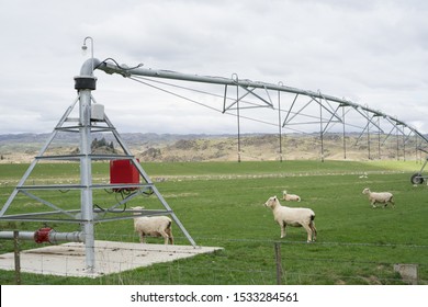 Dairy Farm Irrigation System Or Watering System.Large Water Sprinkler System In Dairy Farm.