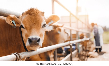 Dairy farm livestock agriculture industry banner. Portrait cow red jersey with automatic collar stand in stall eating hay - Powered by Shutterstock