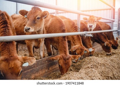Dairy farm livestock industry. Red jersey cows stand in stall eating hay. - Shutterstock ID 1907411848