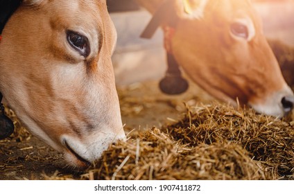 Dairy Farm Livestock Industry. Red Jersey Cows Stand In Stall Eating Hay.