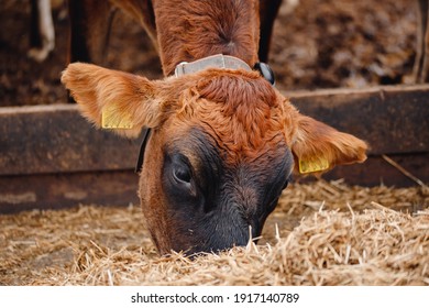 Dairy Farm Livestock Industry. Red Jersey Cows Stand In Stall Eating Hay.