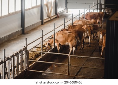 Dairy Farm Livestock Industry. Red Jersey Cows Stand In Stall Eating Hay.