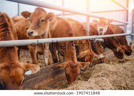 Dairy farm livestock industry. Red jersey cows stand in stall eating hay.