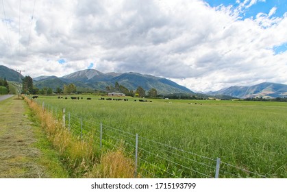 Dairy Farm Near Methven South Island NZ