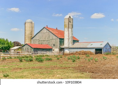 Dairy Farm In Ontario, Canada