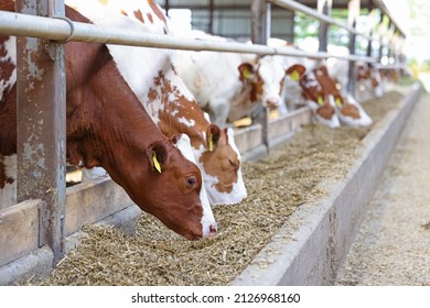 Dairy farm, simmental cattle, feeding cows on farm - Shutterstock ID 2126968160