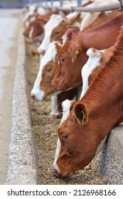 Dairy Farm, Simmental Cattle, Feeding Cows On Farm