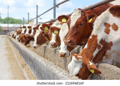 Dairy farm, simmental cattle, feeding cows on farm - Shutterstock ID 2126968169