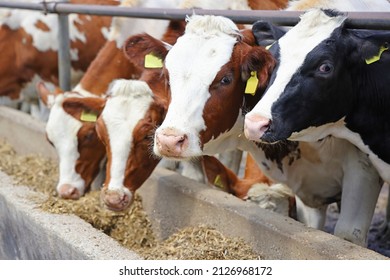 Dairy Farm, Simmental Cattle, Feeding Cows On Farm