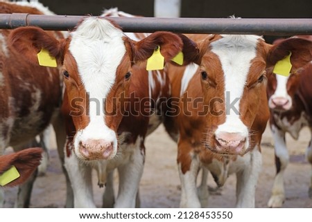 Dairy farm, simmental cattle, feeding cows on farm
