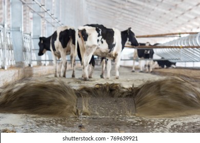 Dairy Farm Waste Management