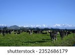 Dairy Farming with Black and White Cows at Sheffield and Snow on the Southern Alps, Canterbury, New Zealand