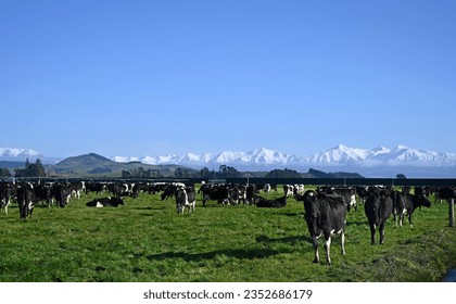 Dairy Farming with Black and White Cows at Sheffield and Snow on the Southern Alps, Canterbury, New Zealand - Shutterstock ID 2352686179