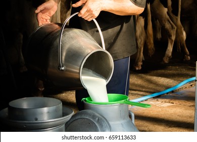 Dairy Farming, Worker Is Pouring Fresh Milk That Got From Milch Cow Pour Down To The Tank, It's The Filtration Contaminants Process.