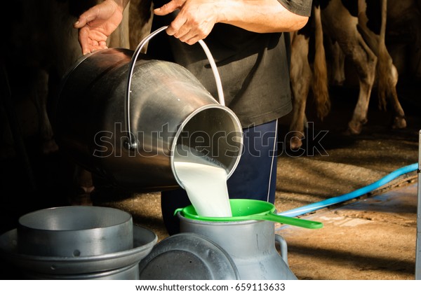 Dairy farming, worker is pouring fresh milk that\
got from milch cow pour down to the tank, It\'s the filtration\
contaminants process.