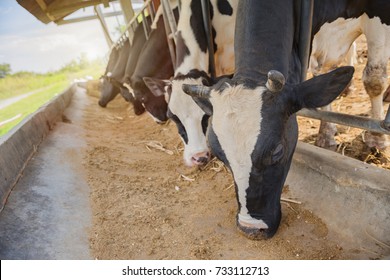 Dairy Farming,artificial Insemination,animal Husbandry In Farm,farm Cowshed With Milking Cows,Cattle Grazing In A Field With The Sunrise.