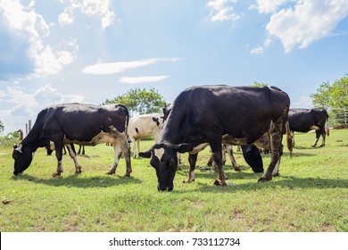 Dairy Farming,artificial Insemination,animal Husbandry In Farm,farm Cowshed With Milking Cows,Cattle Grazing In A Field With The Sunrise.