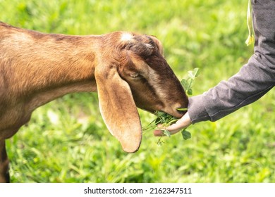 Dairy goats of the Anglo Nubian breed close-up. Kid feeds a goat fresh green grass. Portrait of a goat with big ears on the background of a green meadow countryside. Children and pets