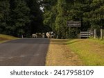 A dairy herd of cows walking down a road and emerging from a remnant of tropical rainforest on their way to other pastures near Milaa Milaa on the Atherton Tablelands in Queensland, Australia.