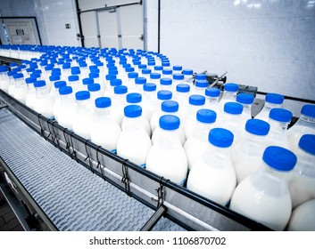 Dairy Plant, Conveyor With Milk  Bottles