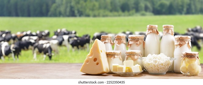 Dairy products. Bottles of milk, cheese, cottage cheese, yogurt, butter on a wooden table on meadow of cows background - Shutterstock ID 2252350435