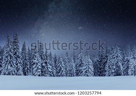 Dairy Star Trek in the winter woods. Dramatic and picturesque scene. In anticipation of the holiday. Carpathian Ukraine.