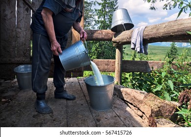 Dairyman Pouring Raw Fresh Milk From A Bucket At The Dairy Farm In The Carpathian Mountains.