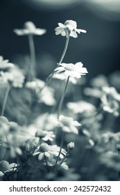 Daisies