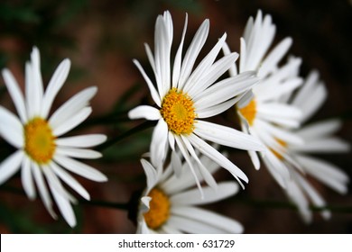 Daisies