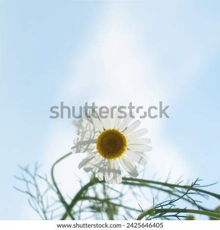 Similar – Image, Stock Photo let the sun shine …