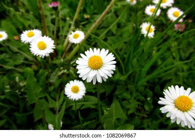 Daisies in the background of the spring grass.