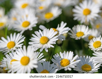 Daisies, Bellis perennis, in a close-up