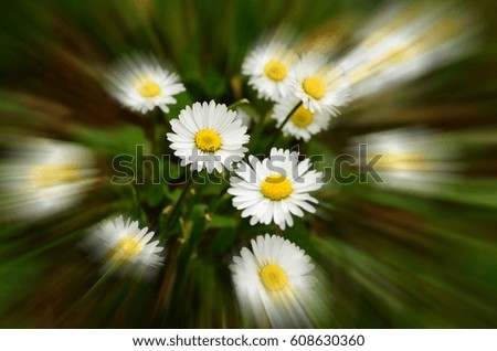 Similar – daisies Colour photo