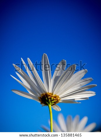 Image, Stock Photo into the sun Colour photo