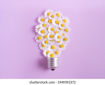 Daisies with a bulb socket on purple background. Spring concept.