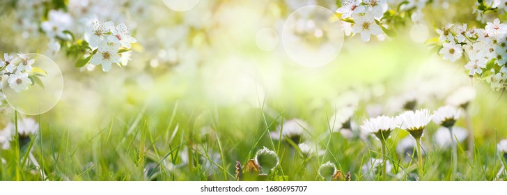 Daisies and cherry blossom on sunny spring meadow. Horizontal close-up with short deep of focus and bright bokeh. Background for easter and mothers day with space for text and design.
