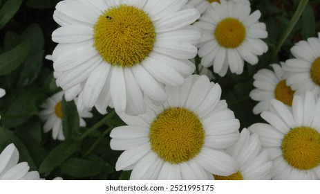 daisies daisy white flowers yellow center - Powered by Shutterstock