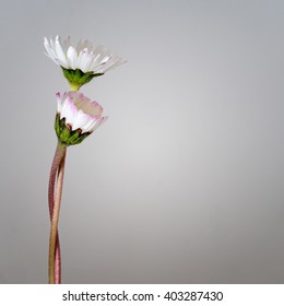 Daisies Entwined Over Soft Grey Background. Support, Compassion, Love Concept.  With Copy Space.