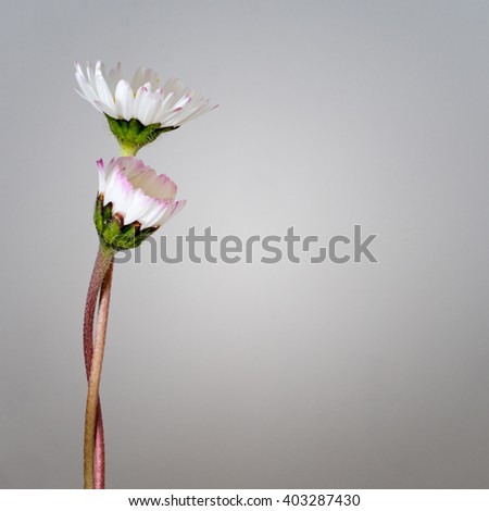 Daisies entwined over soft grey background. Support, compassion, love concept.  With copy space.